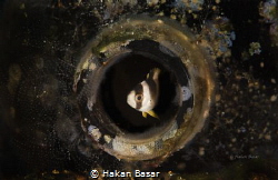 A small fish hide itself into the bottle.. by Hakan Basar 